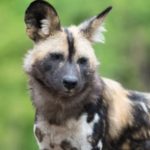 Wildlife Wednesday: African Wild Dog