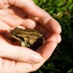 Dangers of Releasing Invasive Species into the Environment