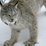 Wildlife Wednesday: Canada Lynx