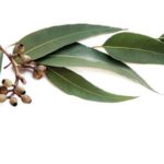 Natural Approaches to Halitosis